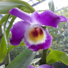 Цветение орхидей в ботаническом саду.