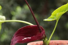 Растение-сюрприз зацвело в Ботаническом саду ТГУ