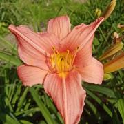  Hemerocallis +Ч hybrida 'Bed of Roses'