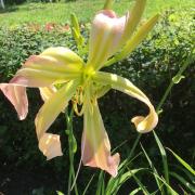  Hemerocallis +Ч hybrida 'Desert Icicle'