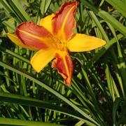  Hemerocallis +Ч hybrida 'Frans Hals'