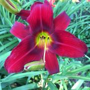 Hemerocallis +Ч hybrida 'King of Hearts'
