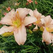 Hemerocallis +Ч hybrida 'Luxury Lace'