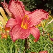 Hemerocallis +Ч hybrida 'Regal Air'