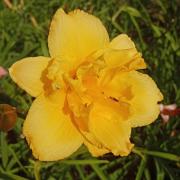 Hemerocallis +Ч hybrida 'Saucy Lady'