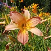 Hemerocallis +Ч hybrida тАШAbstract ArtтАЩ