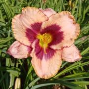  Hemerocallis +Ч hybrida