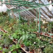 экспозиции тропических растений в оранжерее Якутского ботанического сада